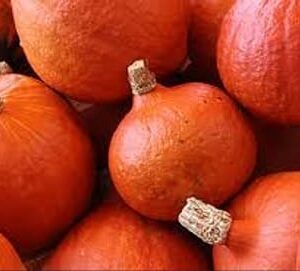 Zapallo Kuri Orgánico "Diego Iglesias" x bolsa 15 kg