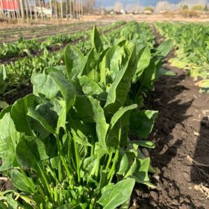 Acelga AEC x 1kg"flia Zolorzano"