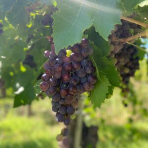 Uva Cereza x kg "Ruth Valero"