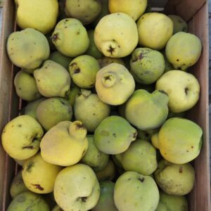 Membrillo "Ruth Valero" x 5 kg