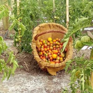 Tomate Cherry "Divina Naturaleza" x kg