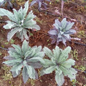 Kale Negro x 50g "Anthesis"