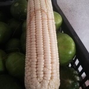 Choclo Blanco "finca Don Arturo" x 3 unid