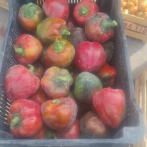 Pimiento Calahorra agroecológico x caja 7kg "Donato Sánchez"