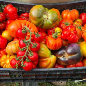 Tomate Criollo "flia Garcia" x 1kg