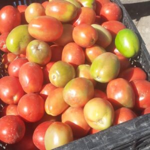 Tomate perita "Donato Sánchez" x kg