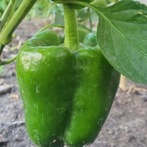 Pimiento verde  agroecológico x 7kg "Donato Sánchez"