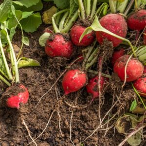 Rabanito "Divina Naturaleza" x Atado