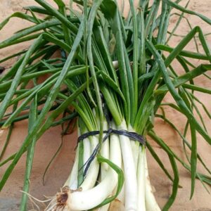 Cebollita de Verdeo "Divina Naturaleza" x Atado