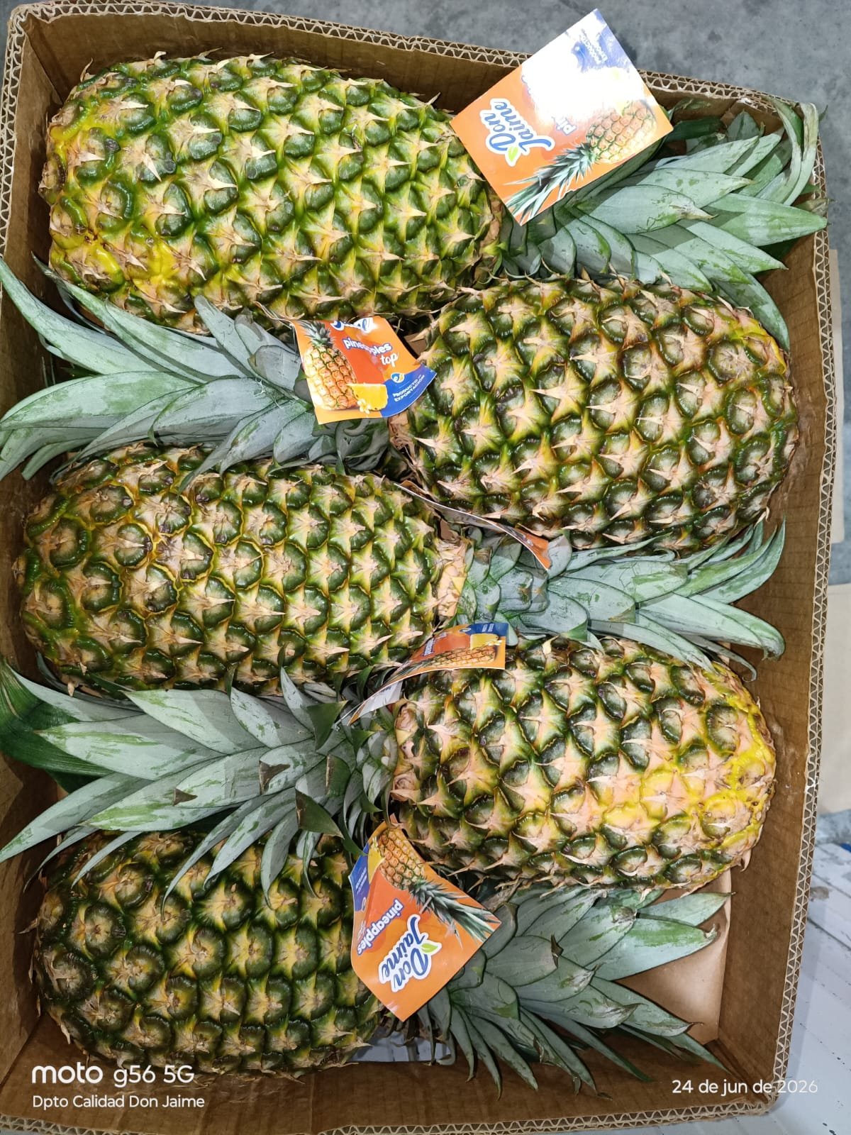 Piña de Ecuador "CONVENCIONAL💀" x unidad 1.2 kg