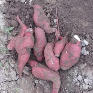 Camote "Flia Solorzano" x kg