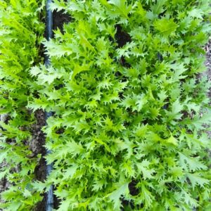 Mizuna x 100g "Anthesis"