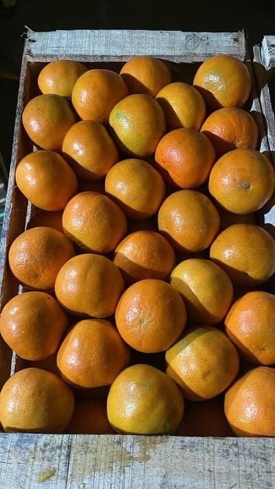Mandarinas Agroecológicas x kg