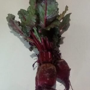 Remolacha (beterraba) "Anthesis" x atado
