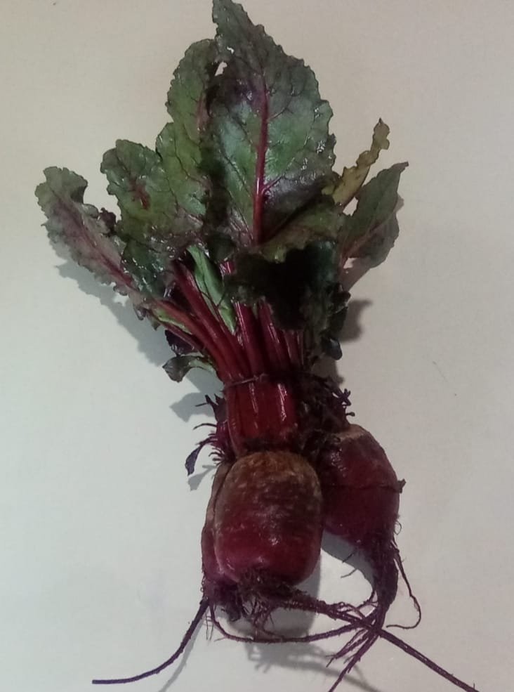 Remolacha (beterraba) "Anthesis" x atado