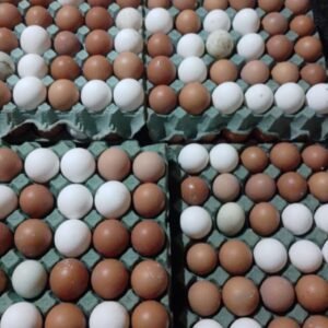 Huevos de pastura x Maple "finca la Carolina"