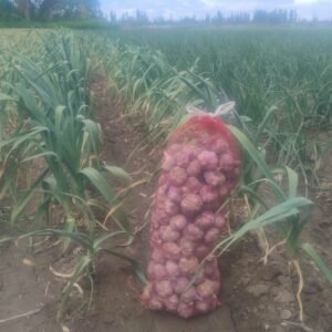 Ajo nueva temporada "flia Solorzano" x bolsa 5 kg